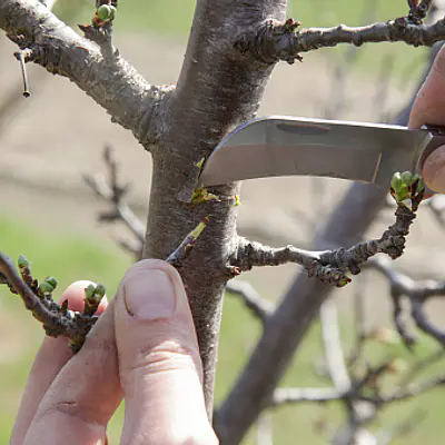 Budding Knife primary image