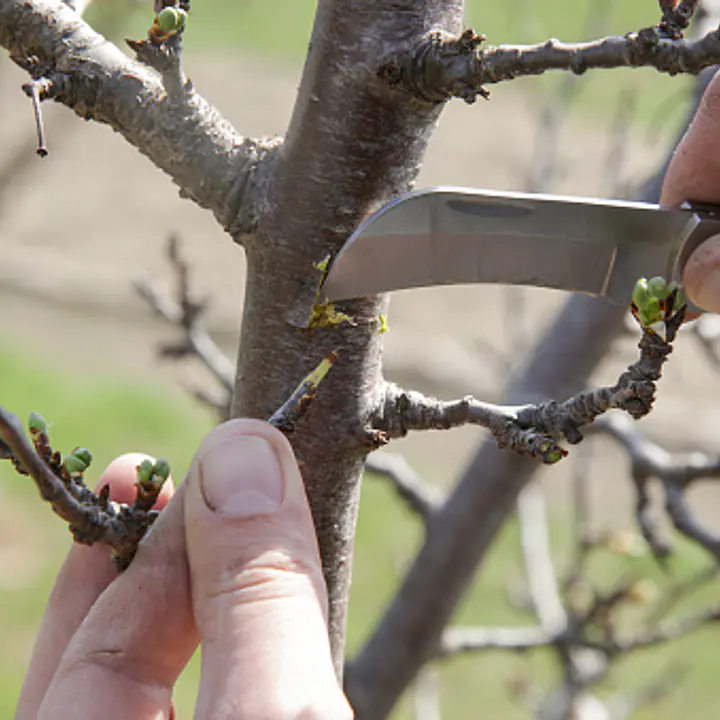 Budding Knife - Master